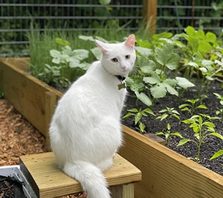 cat near raised garden bed installed by edens gardens & farms