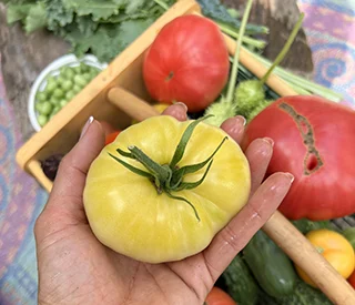 tomatoes from eden's gardens & farms in harvard, il