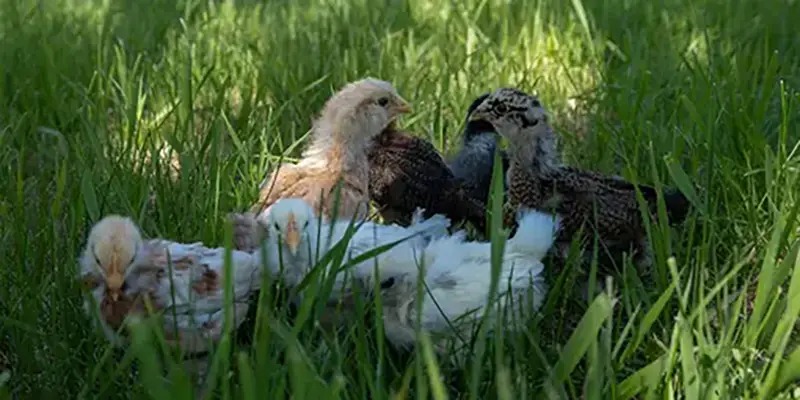 baby chicks eden farm vacation rental harvard il 2