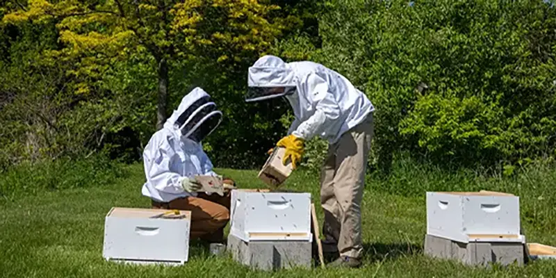 beekeepers homing honeybees eden vacation rental harvard il 2