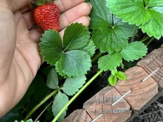 fresh organic strawberry in raised bed installed by eden's gardens & farms